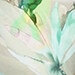 Mint/Nature