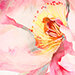 Patch Cream/Rosé